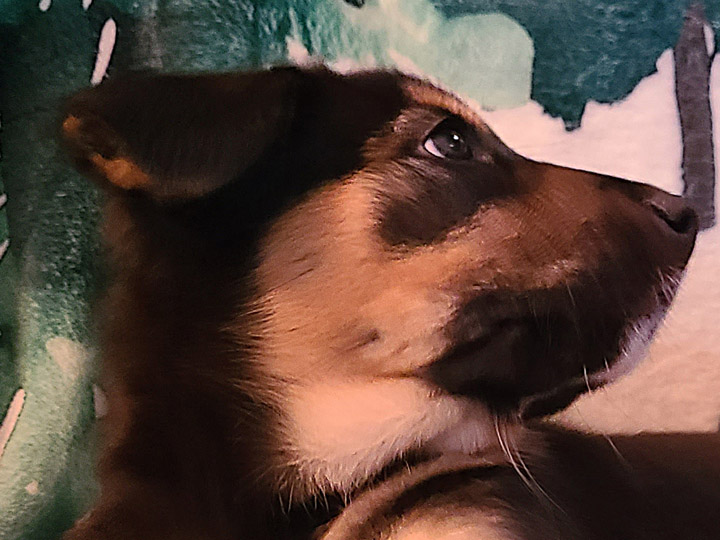 chinook puppy